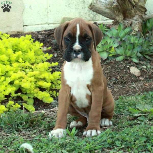 Stokes, Boxer Puppy