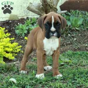 Stokes, Boxer Puppy