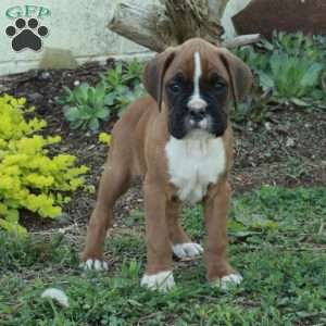 Stokes, Boxer Puppy