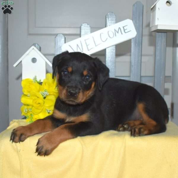 Stormy, Rottweiler Puppy