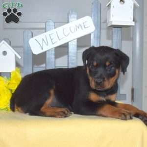 Stormy, Rottweiler Puppy