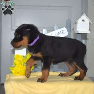 Stormy, Rottweiler Puppy