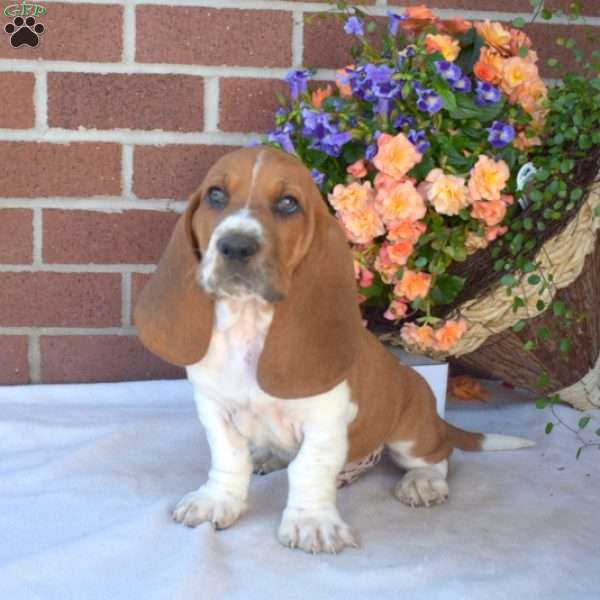 Stretch, Basset Hound Puppy