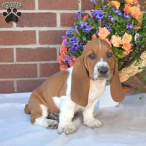 Stretch, Basset Hound Puppy