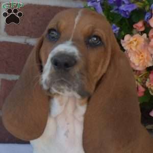 Stretch, Basset Hound Puppy