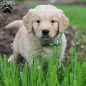 Stuart, Golden Retriever Puppy