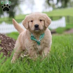 Stuart, Golden Retriever Puppy