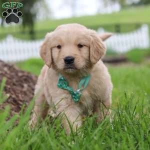 Stuart, Golden Retriever Puppy