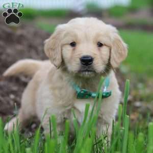 Stuart, Golden Retriever Puppy