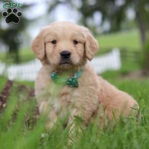 Stuart, Golden Retriever Puppy