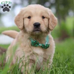 Stuart, Golden Retriever Puppy