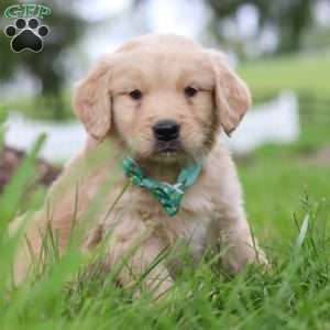 Stuart, Golden Retriever Puppy