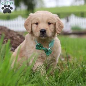 Stuart, Golden Retriever Puppy