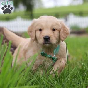 Stuart, Golden Retriever Puppy