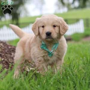 Stuart, Golden Retriever Puppy