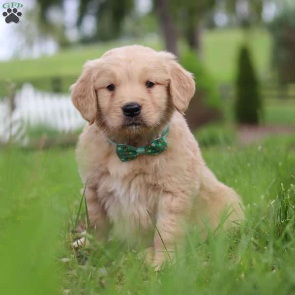Stuart, Golden Retriever Puppy