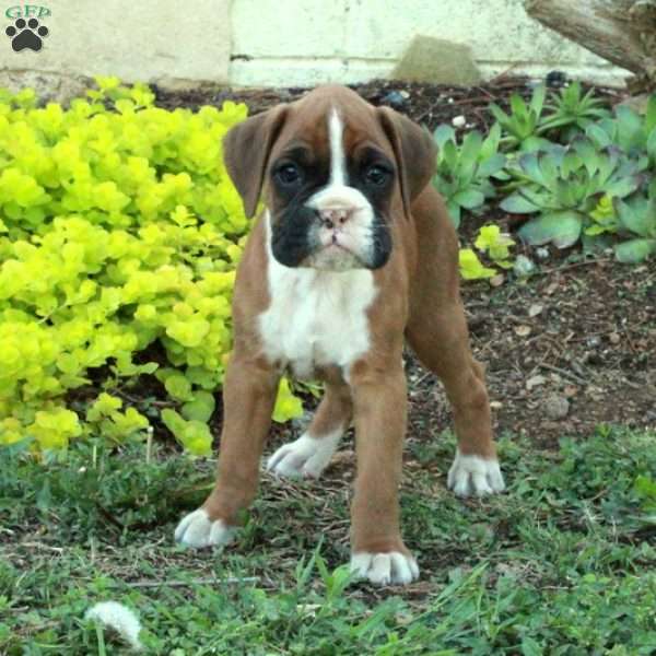 Stubby, Boxer Puppy