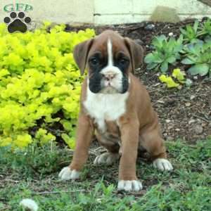 Stubby, Boxer Puppy