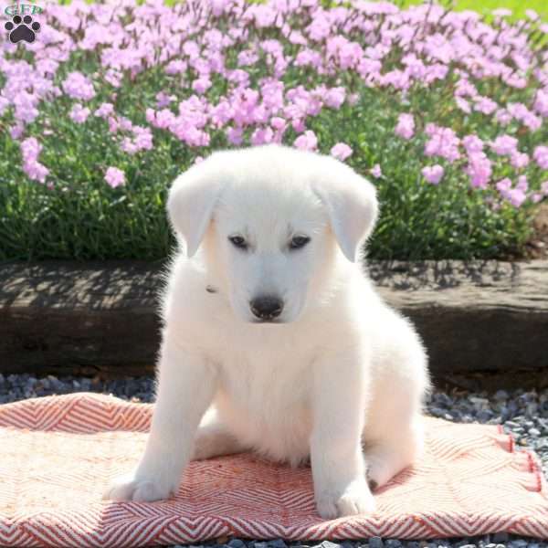 Sugar, German Shepherd Puppy