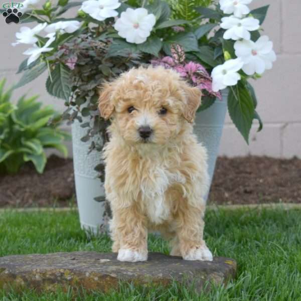Sugar, Bich-Poo Puppy