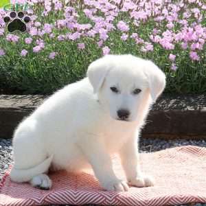Sugar, German Shepherd Puppy