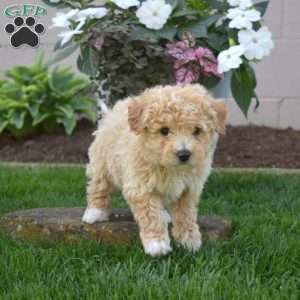 Sugar, Bich-Poo Puppy