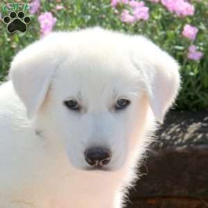 Sugar, German Shepherd Puppy