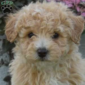 Sugar, Bich-Poo Puppy