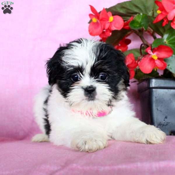 Sugar, Shih Tzu Puppy
