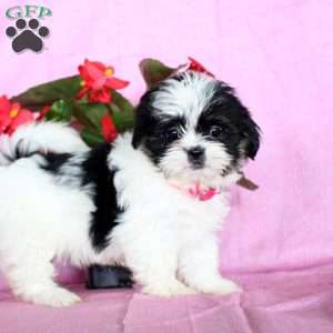 Sugar, Shih Tzu Puppy