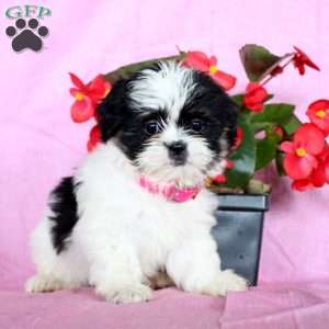 Sugar, Shih Tzu Puppy