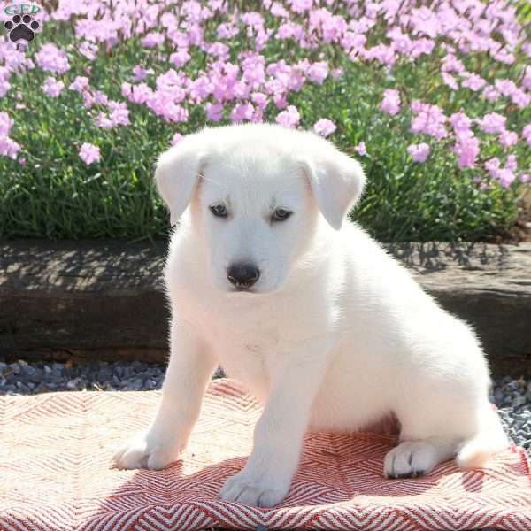 Suki, German Shepherd Puppy