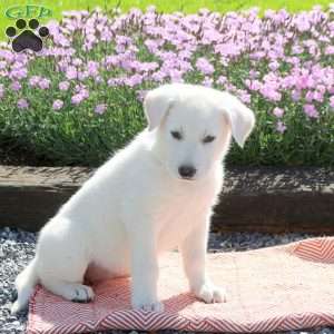 Suki, German Shepherd Puppy