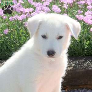 Suki, German Shepherd Puppy