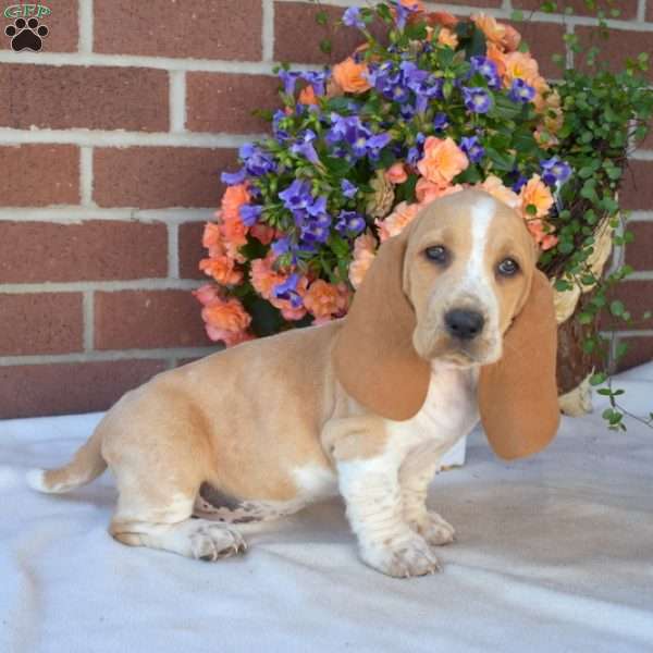 Summer, Basset Hound Puppy