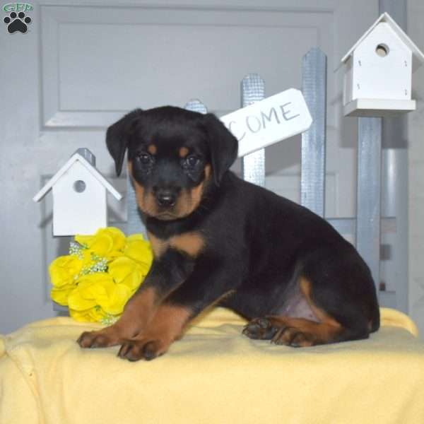 Summer, Rottweiler Puppy