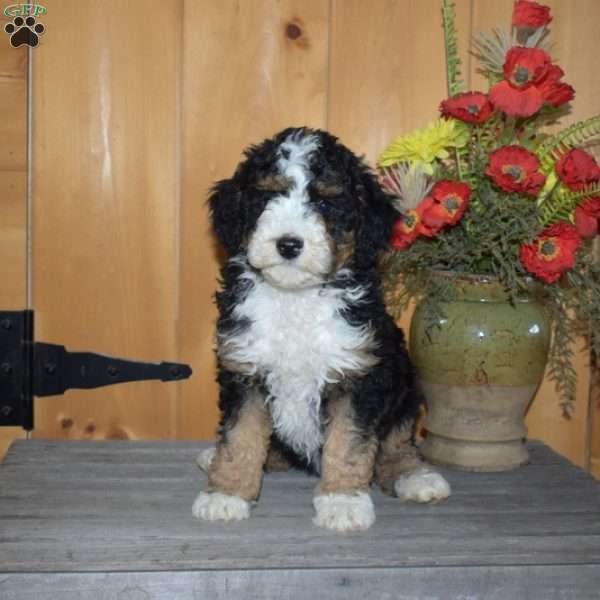 Summer, Mini Bernedoodle Puppy