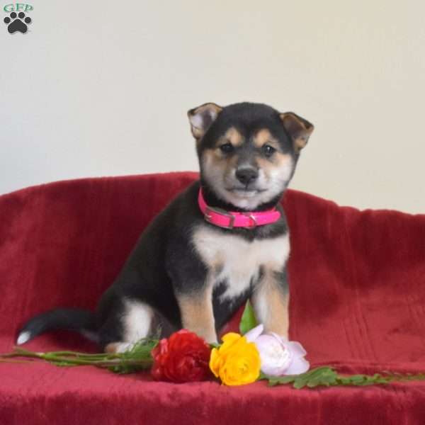 Summer, Shiba Inu Puppy