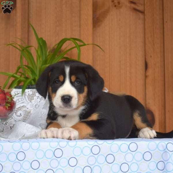 Summer, Greater Swiss Mountain Dog Puppy