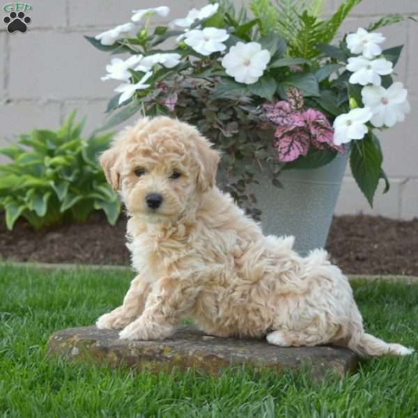 Summer, Bich-Poo Puppy