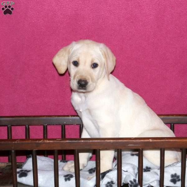 Summer, Yellow Labrador Retriever Puppy
