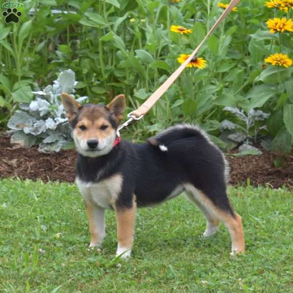 Summer, Shiba Inu Puppy