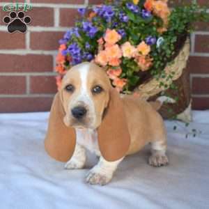 Summer, Basset Hound Puppy