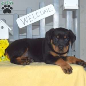 Summer, Rottweiler Puppy