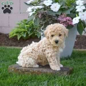 Summer, Bich-Poo Puppy