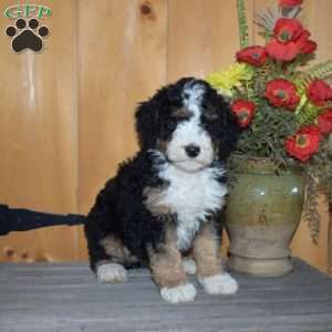 Summer, Mini Bernedoodle Puppy
