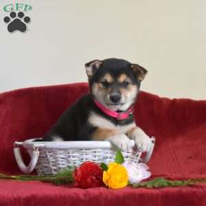 Summer, Shiba Inu Puppy