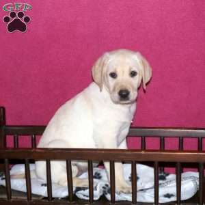 Summer, Yellow Labrador Retriever Puppy