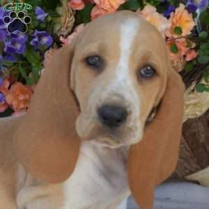 Summer, Basset Hound Puppy
