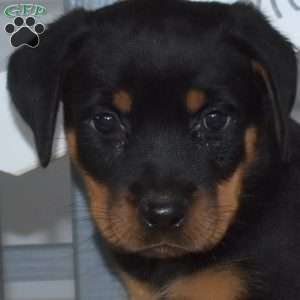 Summer, Rottweiler Puppy